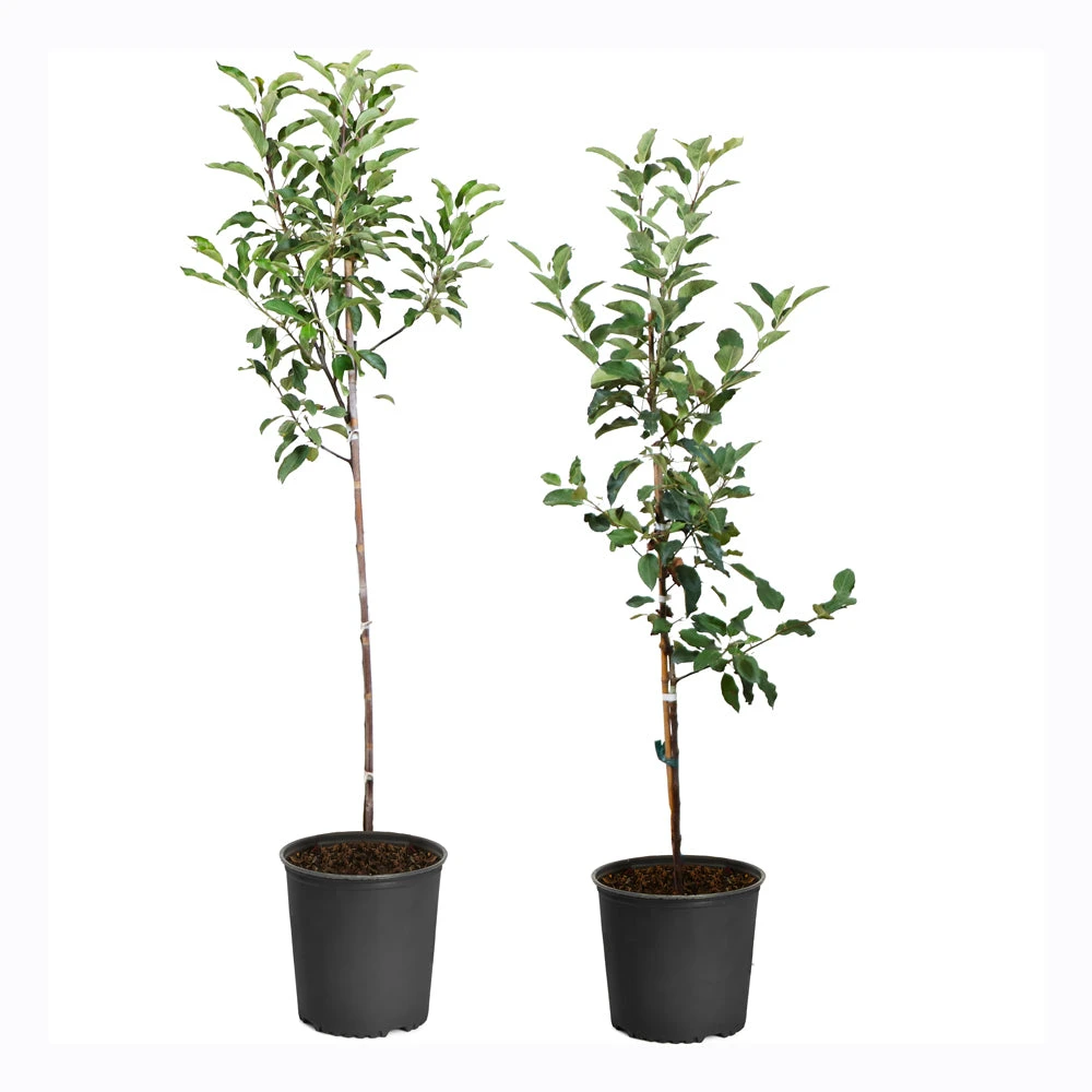 Apple Pollinator Pack - Image 2