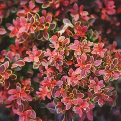 Admiration Barberry Shrub