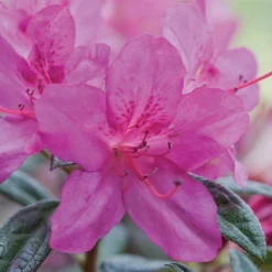 Autumn Amethyst® Encore® Azalea