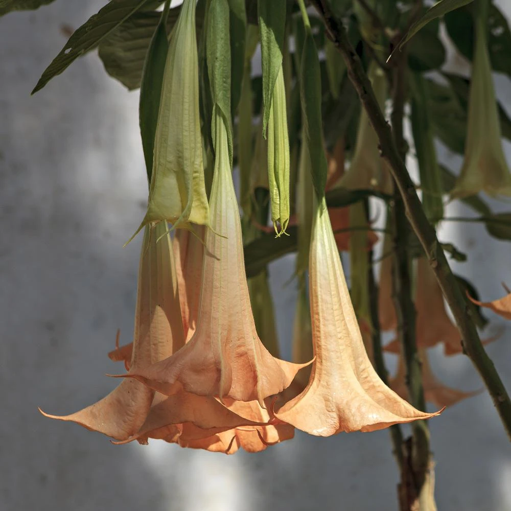 Peach Angel Trumpet - Image 3