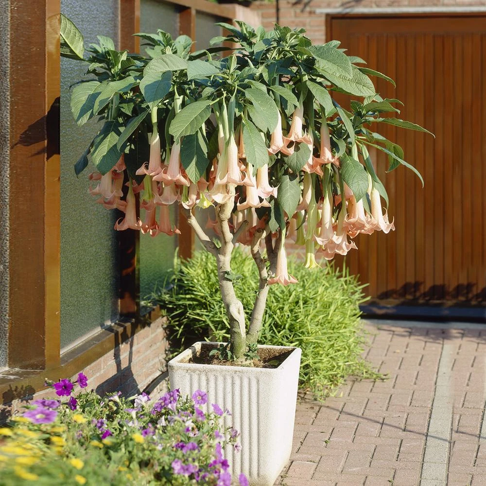 Peach Angel Trumpet - Image 2