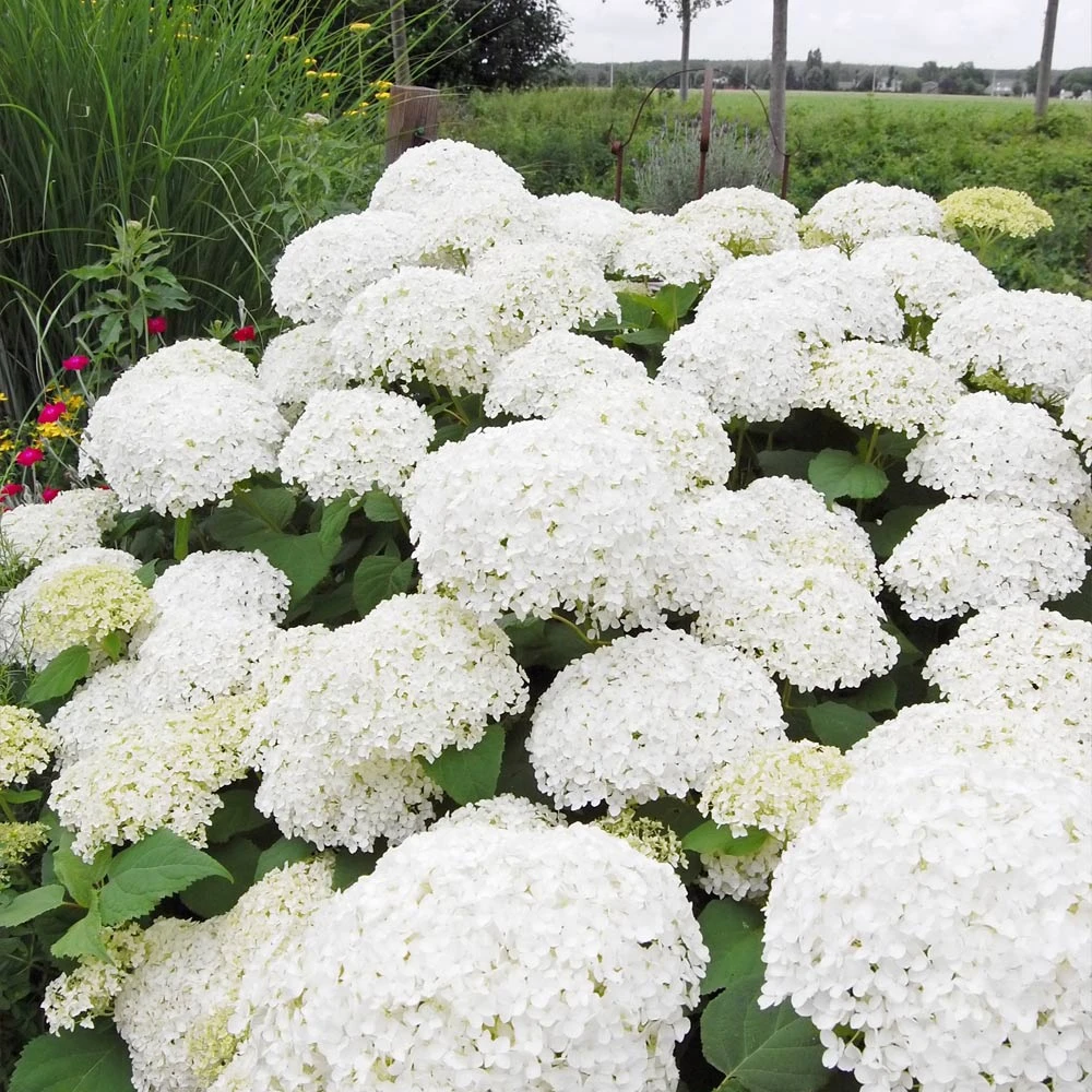 Annabelle Hydrangea Shrub - Image 3