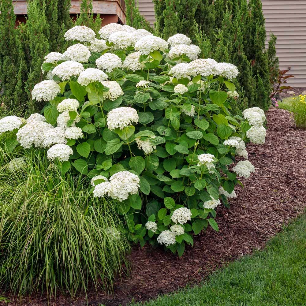 Annabelle Hydrangea Shrub - Image 2