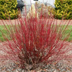 Arctic FireĀ® Red Twig Dogwood