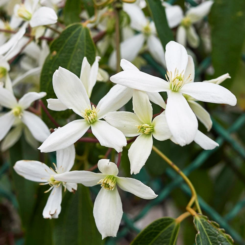 Armandii Snowdrift Clematis - Image 2