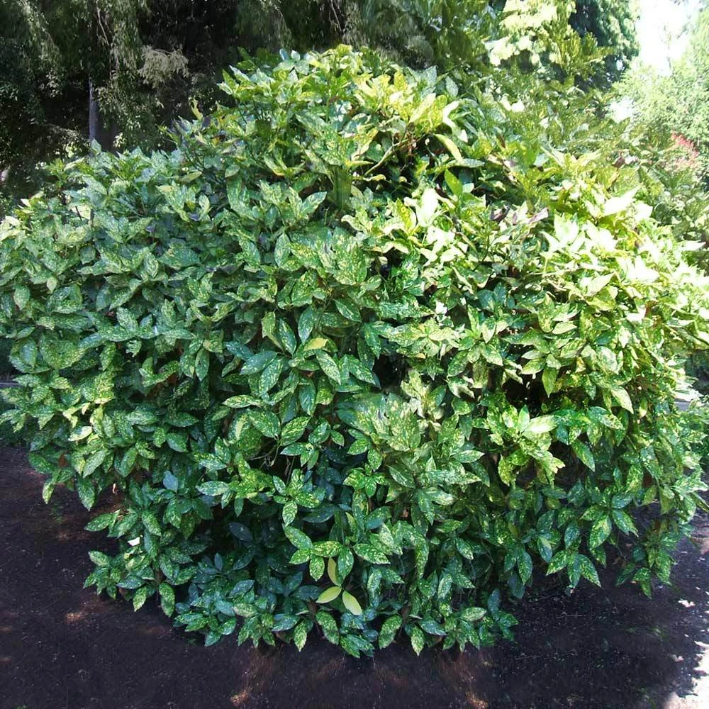 Japanese Gold Dust Aucuba Shrub - Image 2