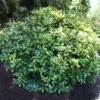 Japanese Gold Dust Aucuba Shrub