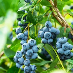 Aurora Blueberry Bush - USDA Organic