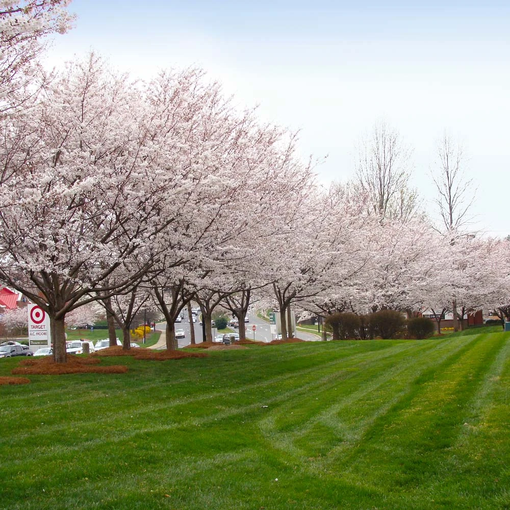 Autumn Cherry Tree - Image 5
