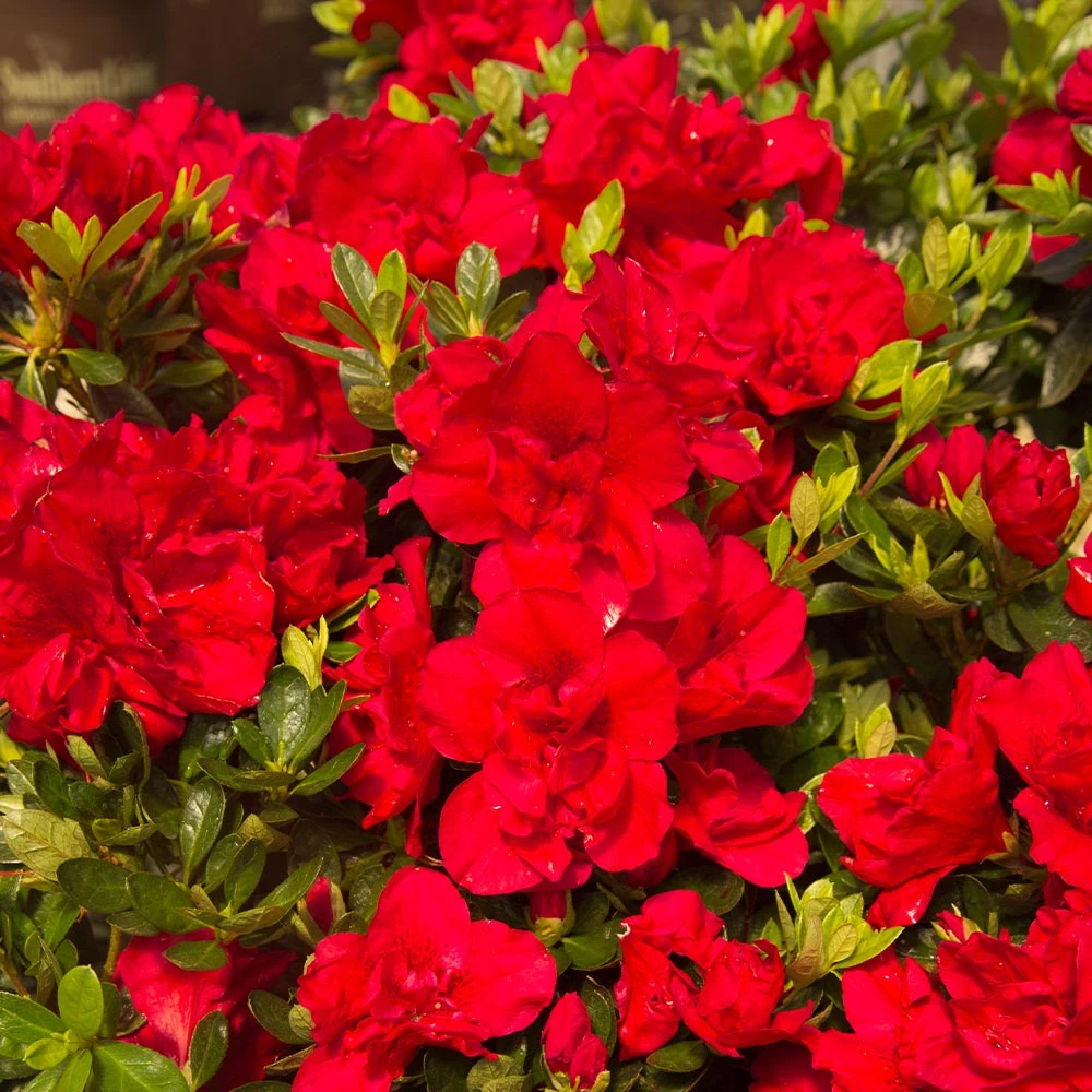 Autumn Bonfire® Encore® Azalea - Image 3