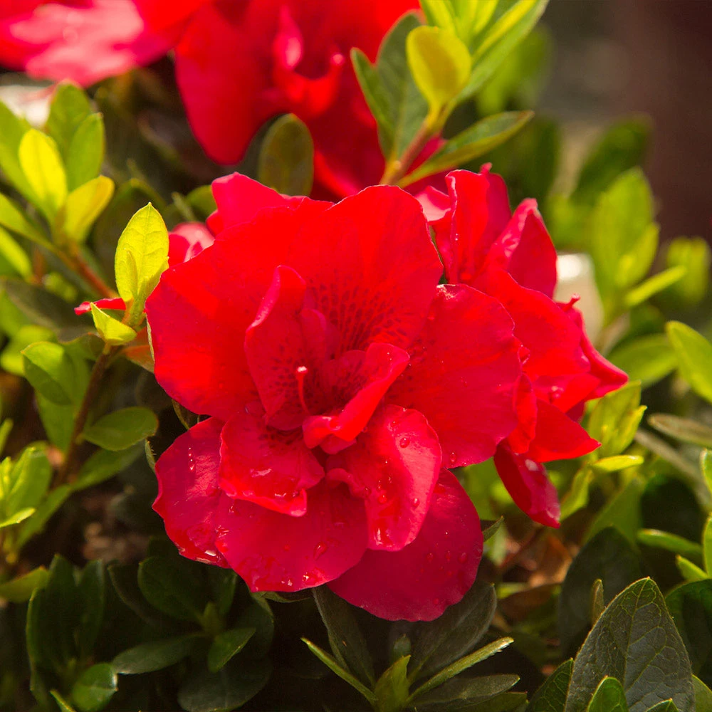 Autumn Bonfire® Encore® Azalea - Image 4