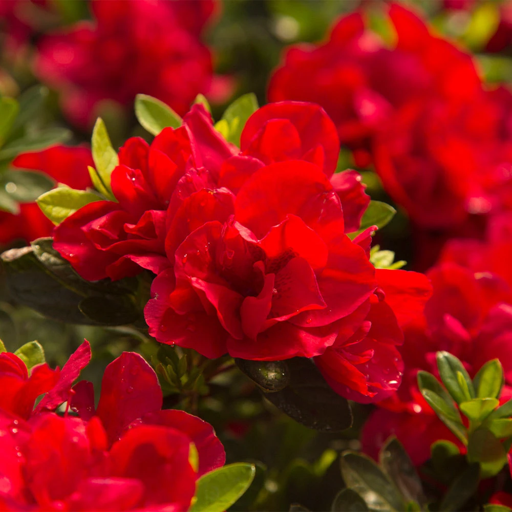Autumn Bonfire® Encore® Azalea - Image 2