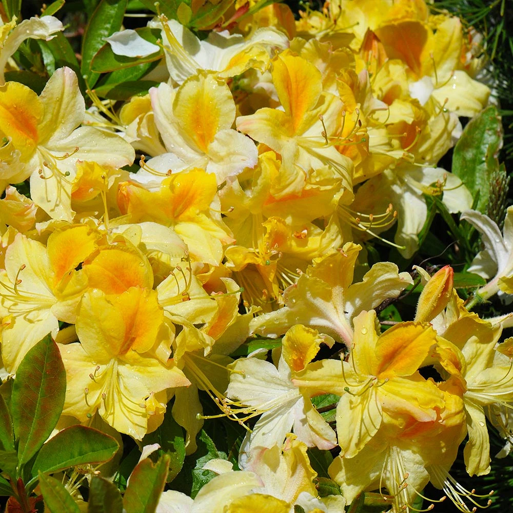 Lemon Lights Azalea Shrub - Image 3