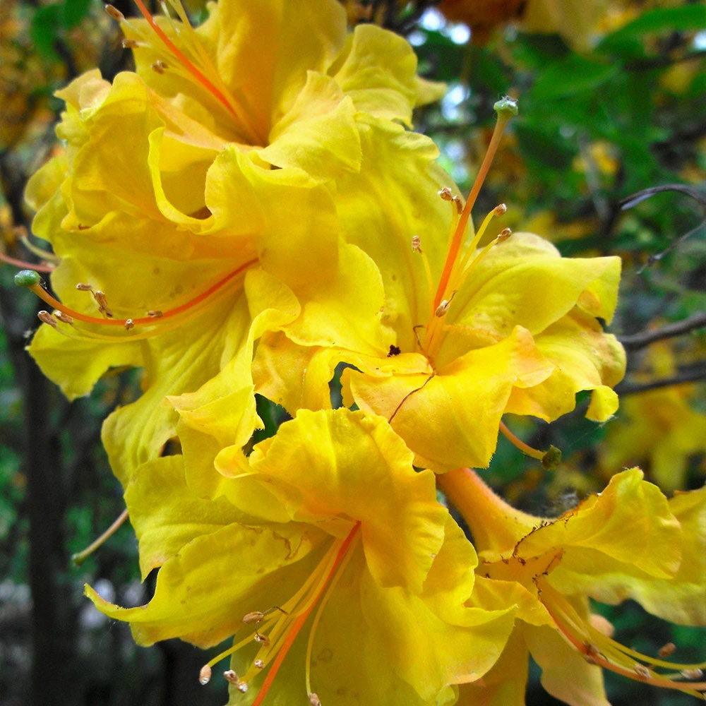 Lemon Lights Azalea Shrub - Image 4