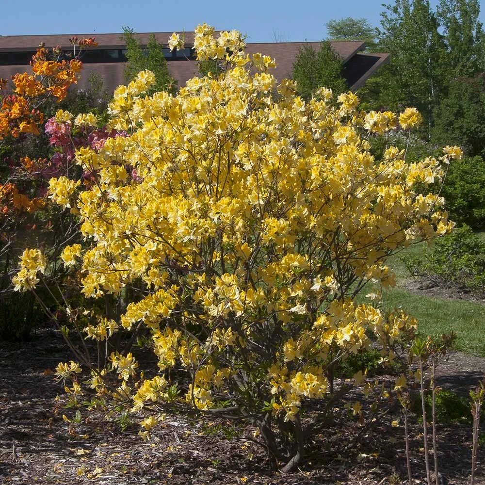 Lemon Lights Azalea Shrub - Image 2