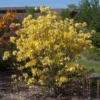 Lemon Lights Azalea Shrub