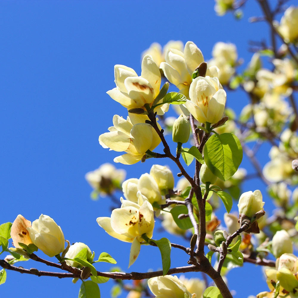 Magnolia 'Butterflies' Tree - Image 2
