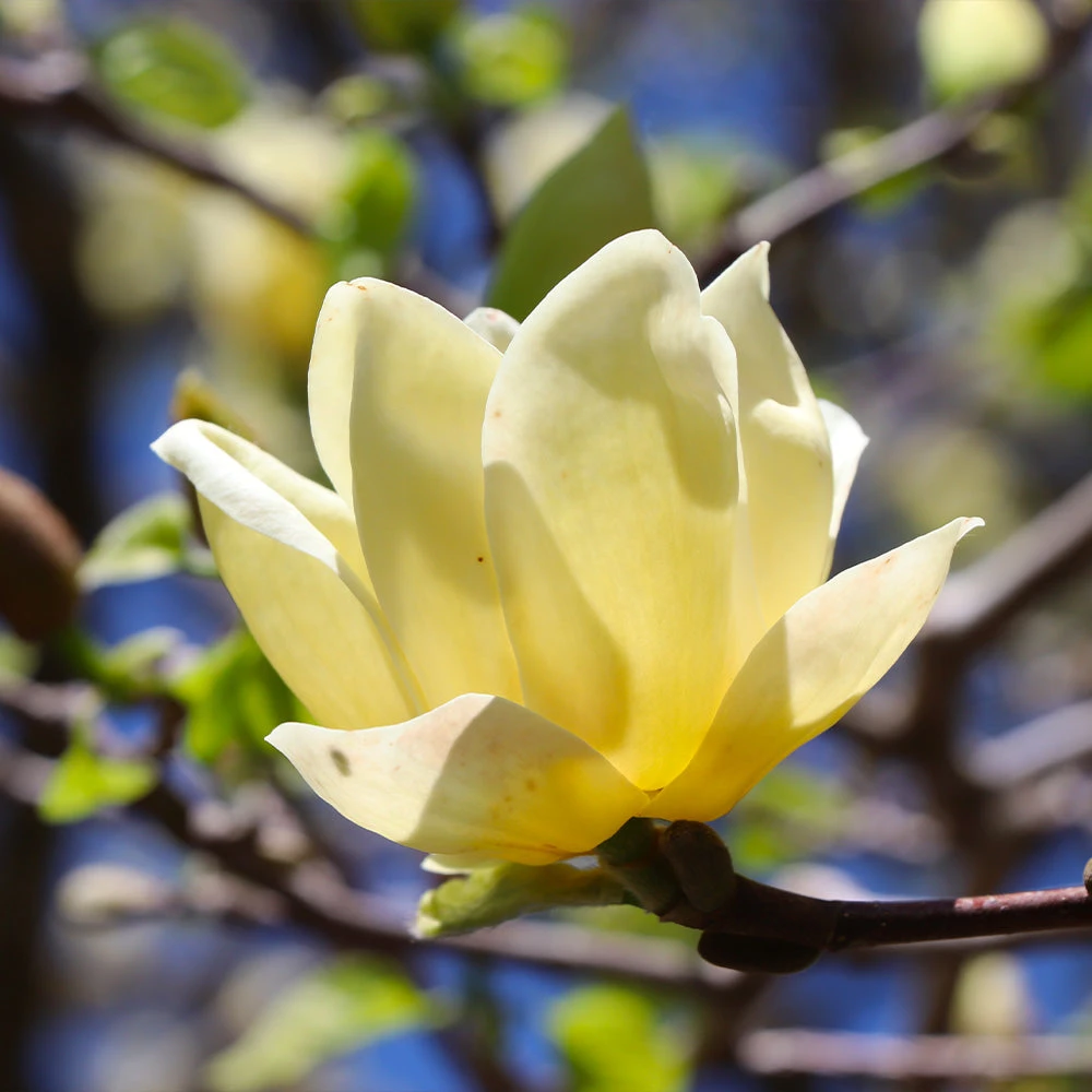 Magnolia 'Butterflies' Tree - Image 4