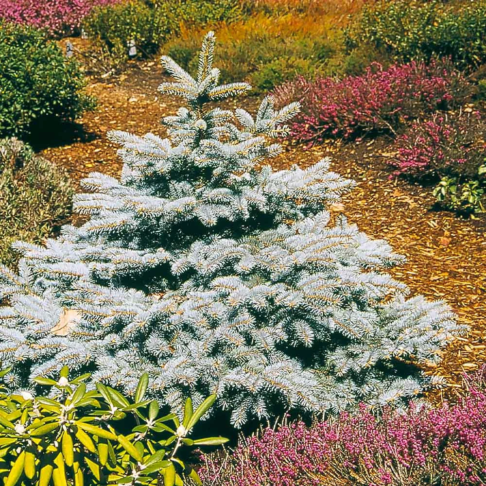 Baby Blue Spruce Tree - Image 3