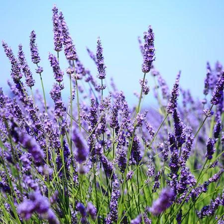 Big Time Blue Lavender - Image 2
