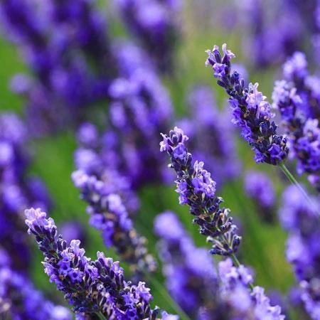 Big Time Blue Lavender - Image 5