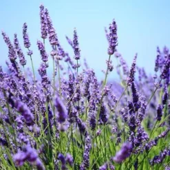 Big Time Blue Lavender