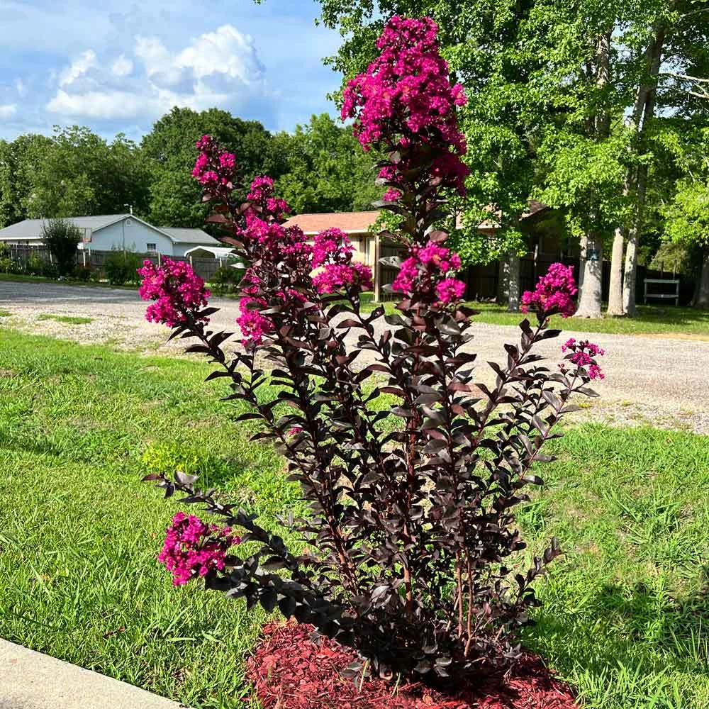 Black Diamond® Crape Myrtle - Mystic Magenta™ - Image 4