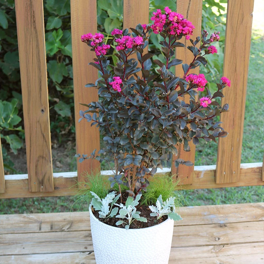 Black Diamond® Crape Myrtle - Mystic Magenta™ - Image 3