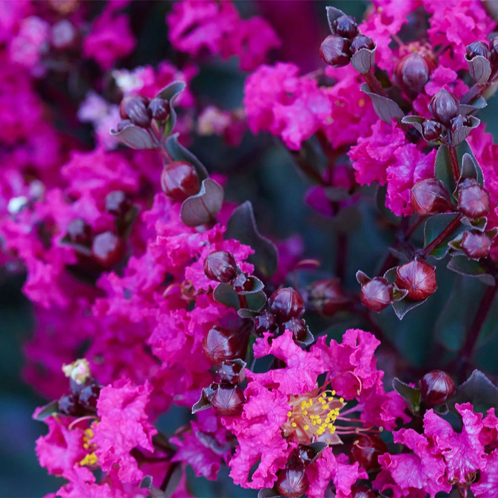 Black Diamond® Crape Myrtle - Mystic Magenta™ - Image 2