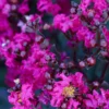 Black Diamond® Crape Myrtle - Mystic Magenta™