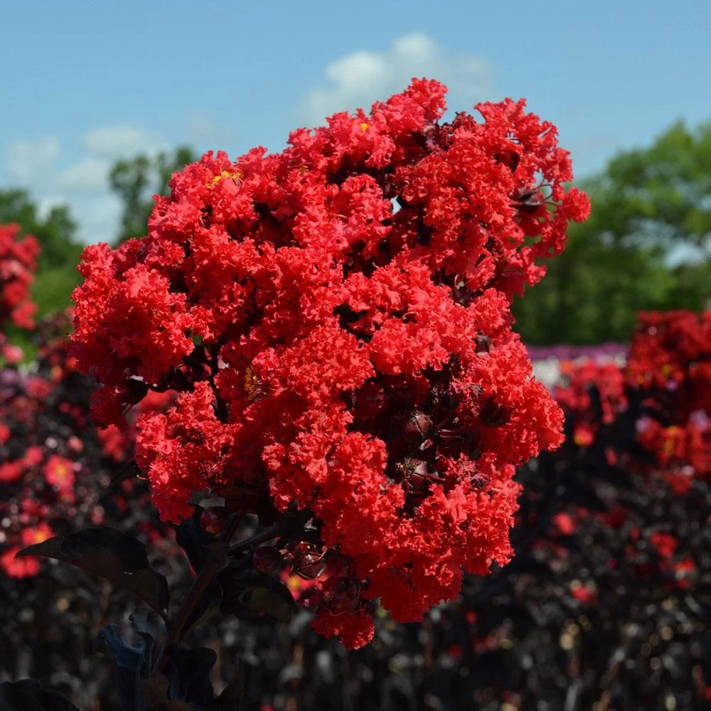 Black Diamond® Crape Myrtle - Best Red™ - Image 3