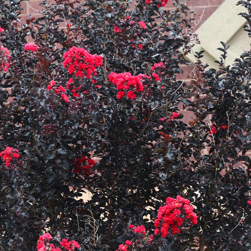 Black Diamond® Crape Myrtle - Best Red™ - Image 5