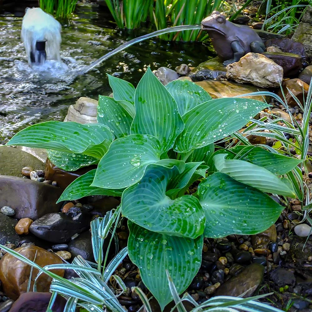 Blue Angel Hosta Plant - Image 3