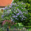 Azurri Blue Satin® Rose Of Sharon Althea Tree