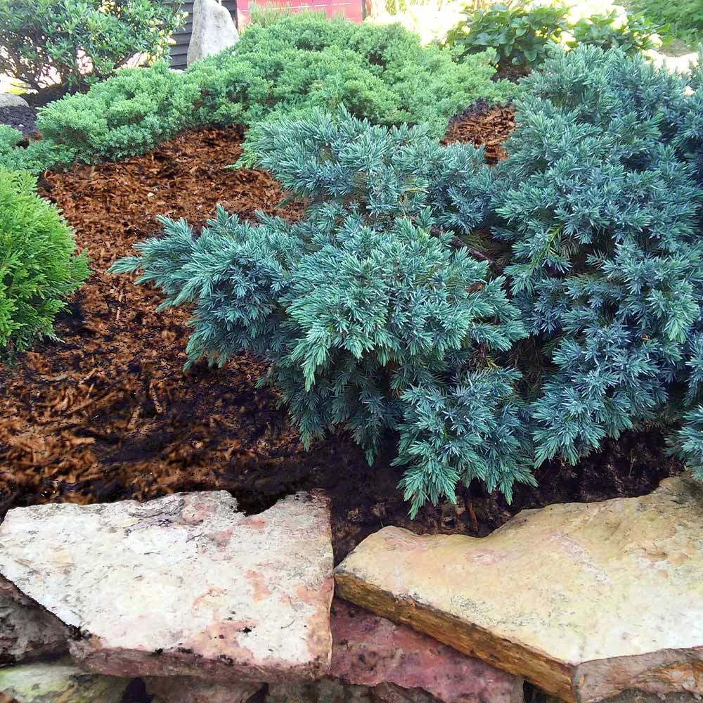 Blue Star Juniper Shrub - Image 2