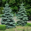 Blue Wonder Spruce Tree