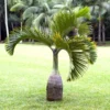 Bottle Palm Tree