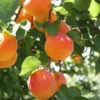Bounty Peach Tree