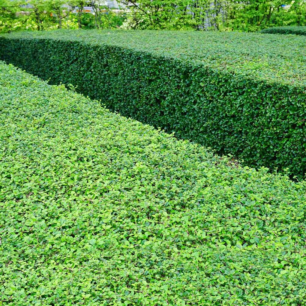 Titan Boxwood Shrub - Image 6
