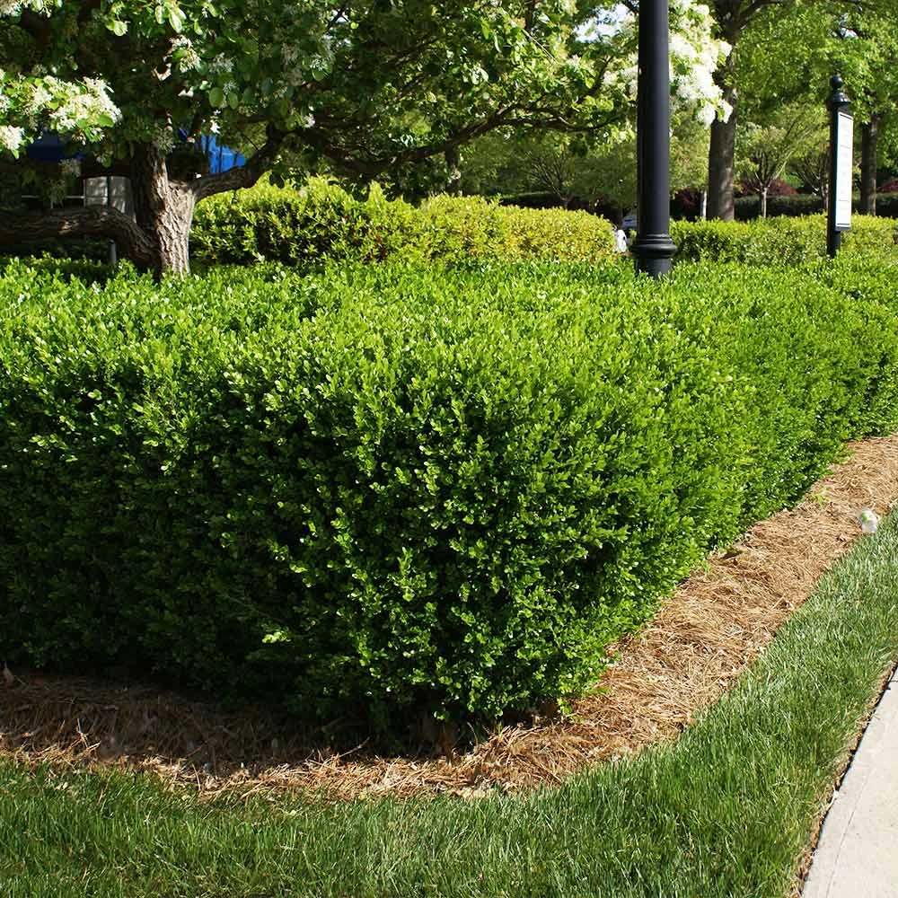 Titan Boxwood Shrub - Image 4