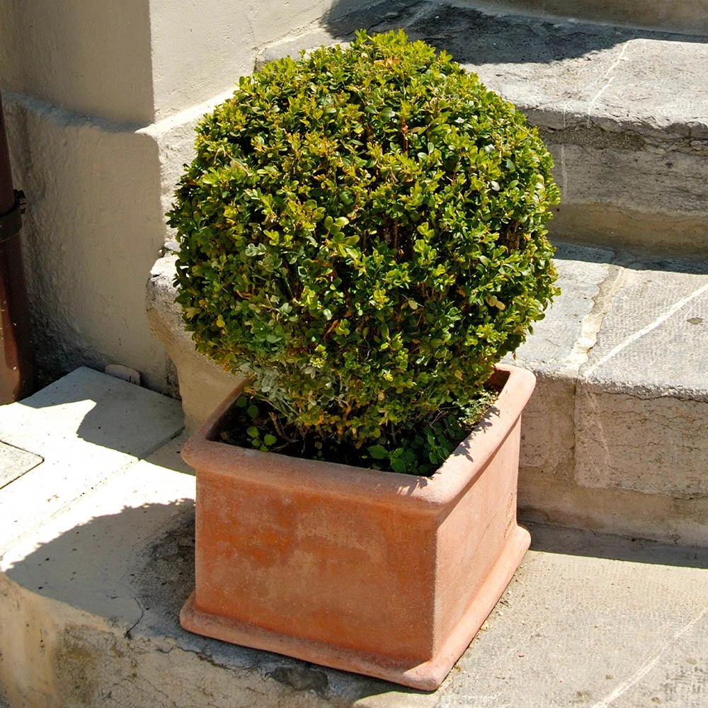 Titan Boxwood Shrub - Image 3