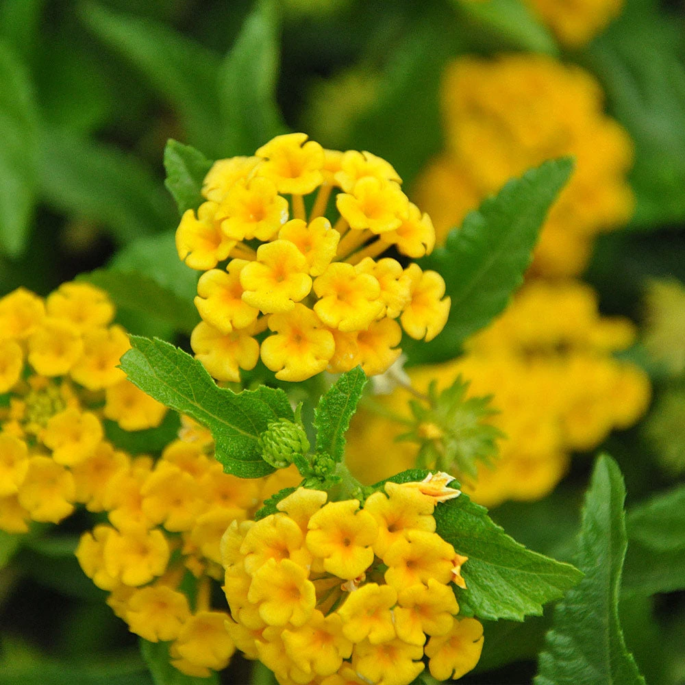 Chapel Hill Yellow Lantana - Image 3