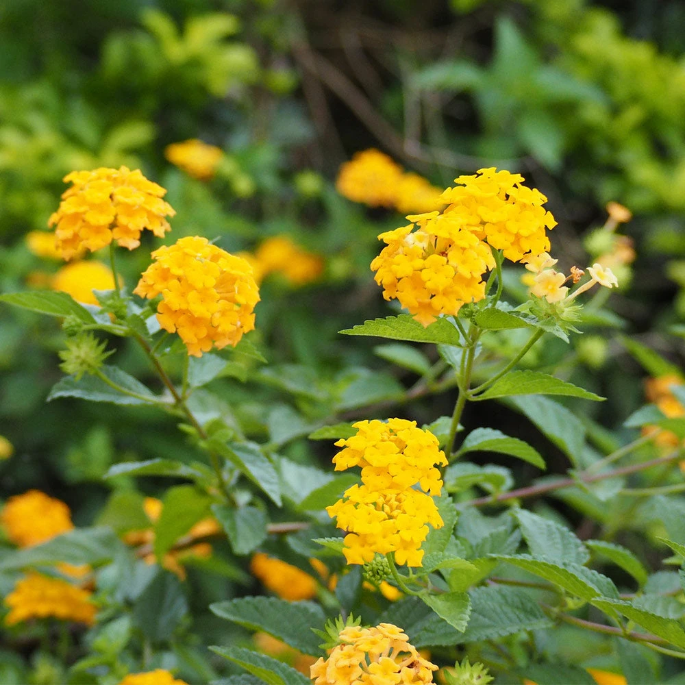 Chapel Hill Yellow Lantana - Image 2