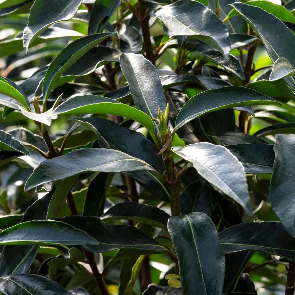 Chindo Sweet Viburnum Shrub - Image 4