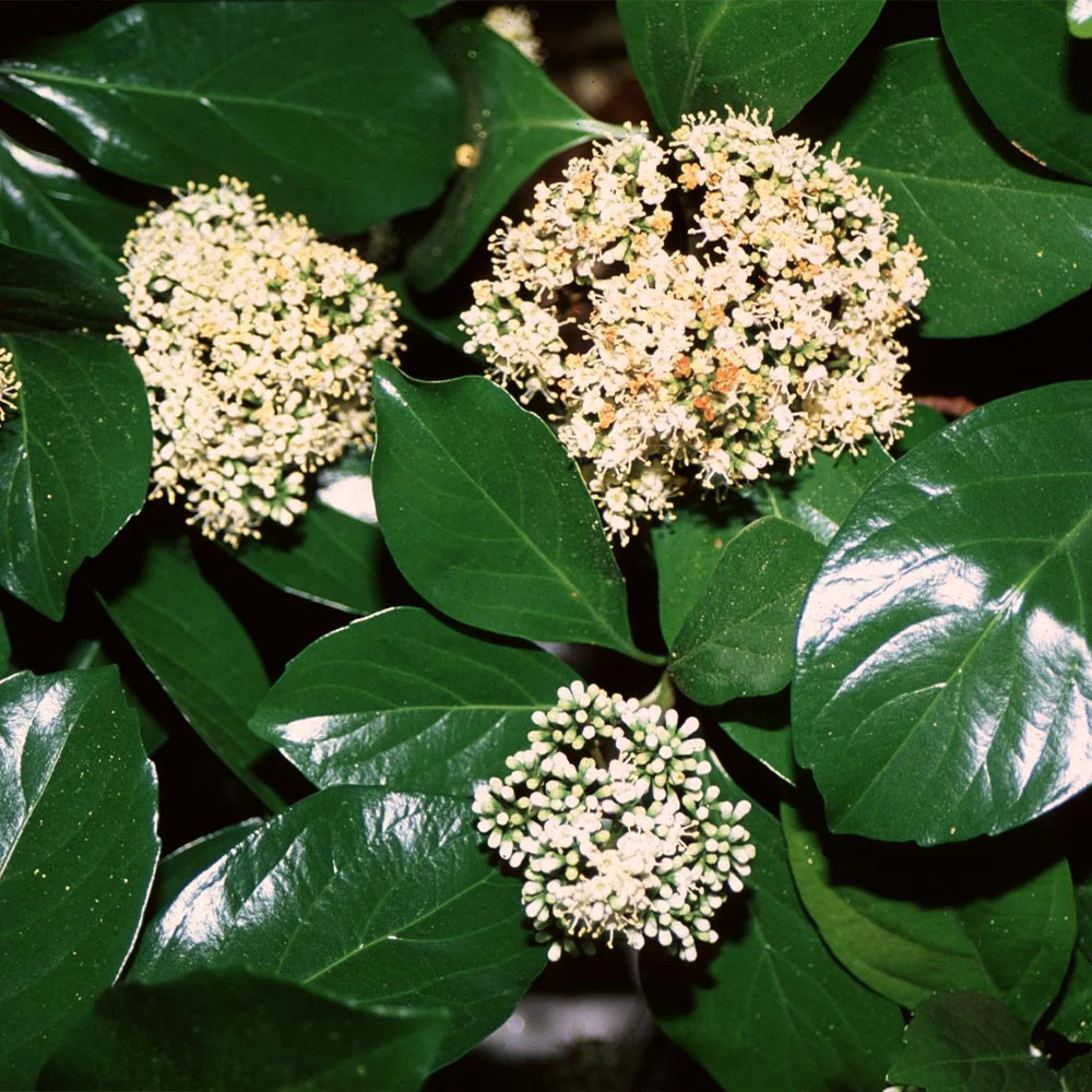 Chindo Sweet Viburnum Shrub - Image 2