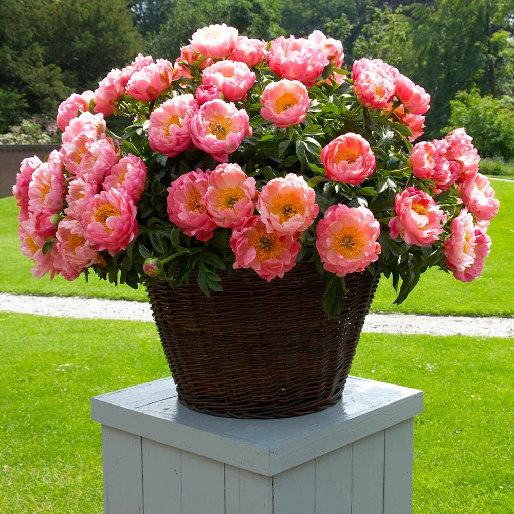 Coral Charm Peony - Image 5