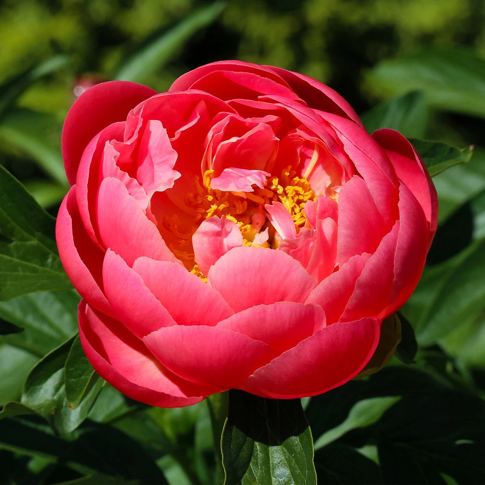 Coral Charm Peony - Image 3