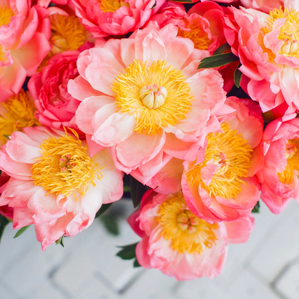 Coral Charm Peony - Image 4