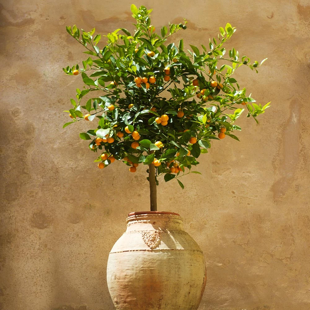 Calamondin Tree - Image 2