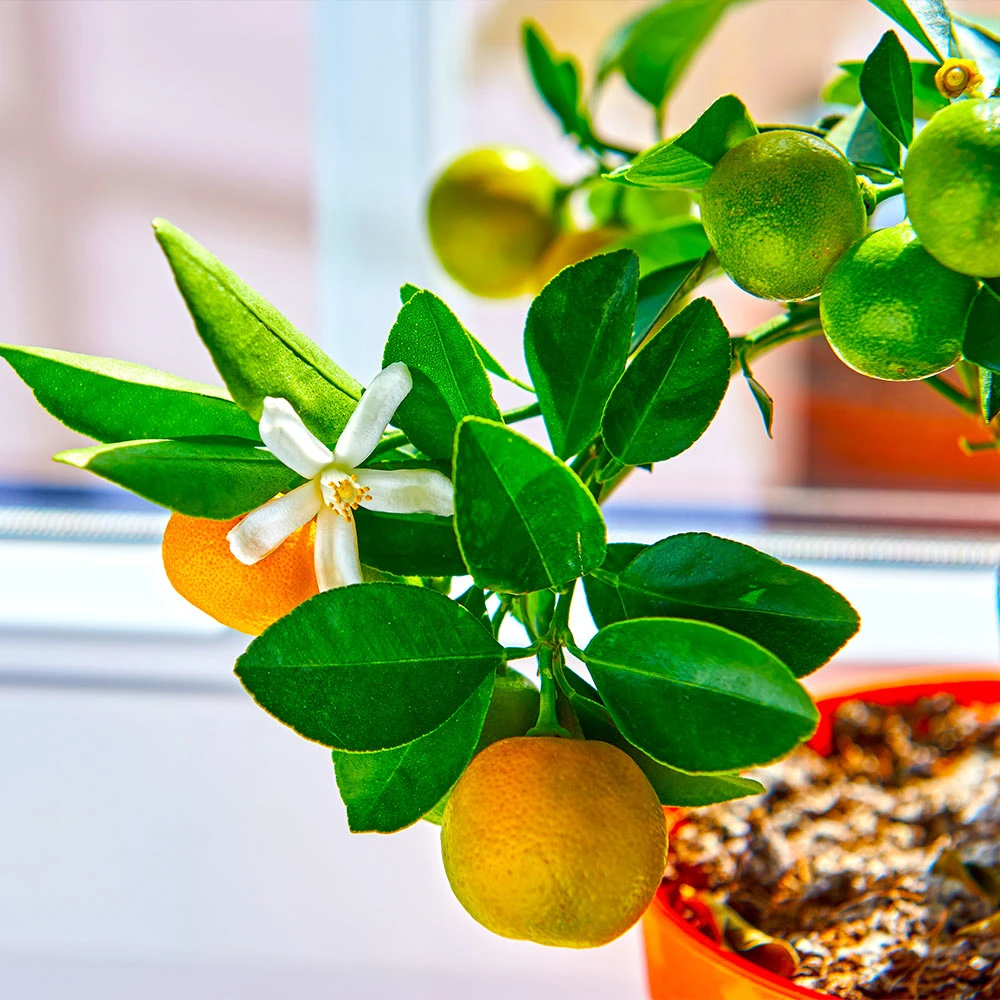 Calamondin Tree - Image 4